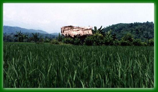 1_48 lao cai wies.jpg